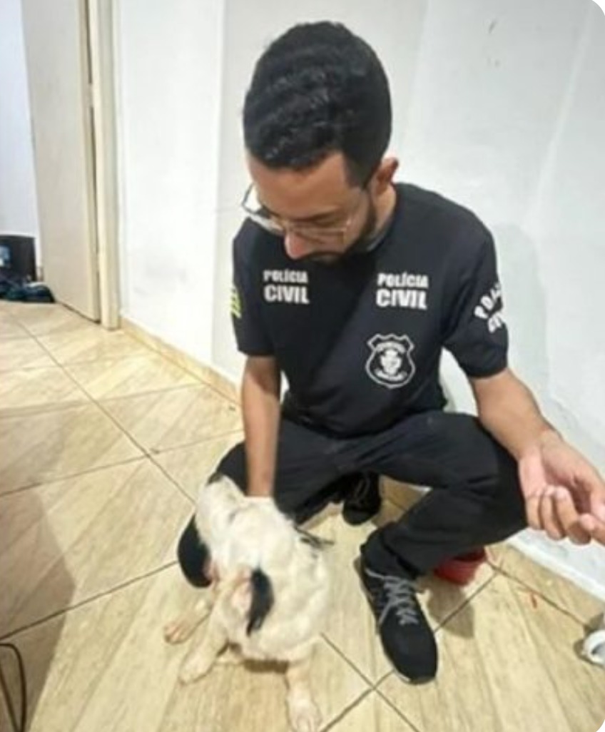 Adolescente é apreendido após fazer live enf0rc4ndo cachorro; imagens f0rt3s