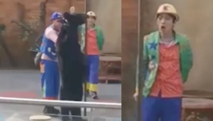 Veja momento que urso at4ca assistente de palco durante apresentação em circo; cenas f0rtes