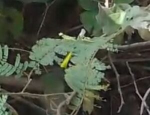 URGENTE: Corp0 com sinais de tortur4 é encontrado no ramal do Brasileirinho; CENAS F0RTES