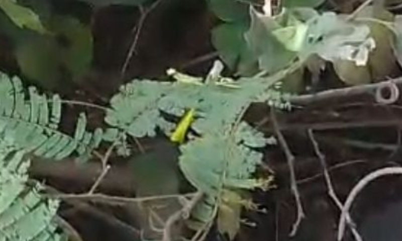 URGENTE: Corp0 com sinais de tortur4 é encontrado no ramal do Brasileirinho; CENA F0RTE