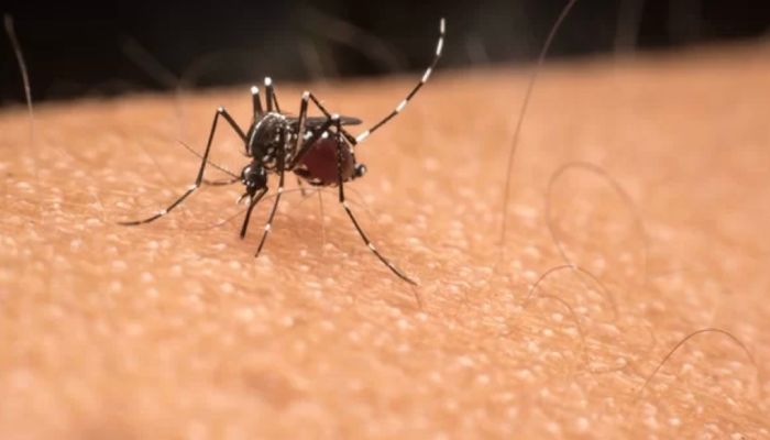 Brasil tem mais de um milhão de casos de dengue este ano
