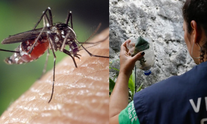 Ministério da Saúde convoca o Amazonas para Dia D contra a dengue; veja vídeo