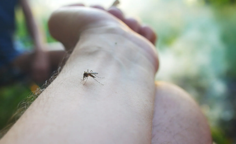 Amazonas declara surto de febre oropouche com mais de 1,6 mil casos