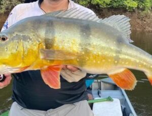 Comer Tucunaré cru pode causar meningite, dizem cientistas; veja estudo