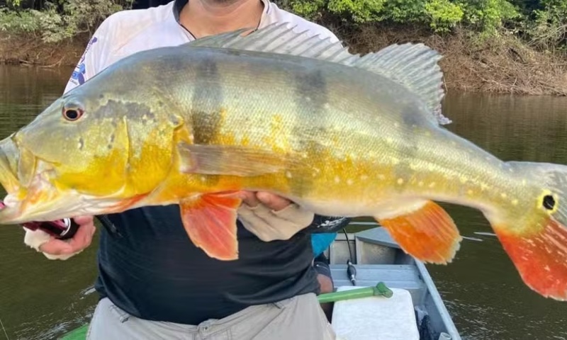 Comer Tucunaré cru pode causar meningite, dizem cientistas; veja estudo