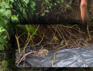 URGENTE: corp0 aprodecid0 é encontrado dentro de saco de lixo no bairro Japiim; CENAS F0RTES