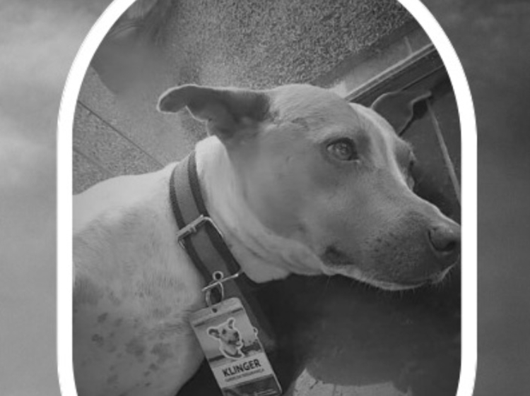 LUTO: Klinger, cachorro ‘mascote’ do TJAM, m0rre atropelado na av. André Araújo