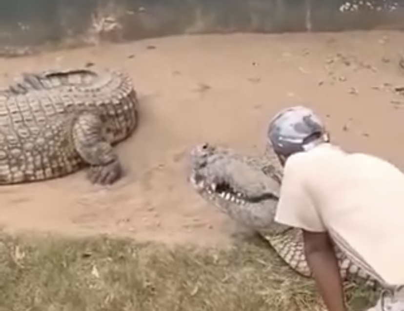 Crocodilo gigante quase deixa cuidador impotent3 durante espetáculo na África; imagens f0rtes
