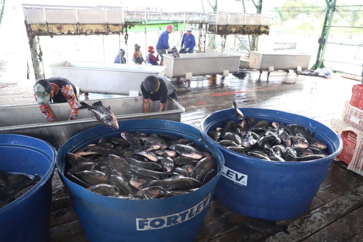 Sepror acompanha a despesca de aproximadamente 60 toneladas de peixes a serem destinados para a ADS em Itacoatiara