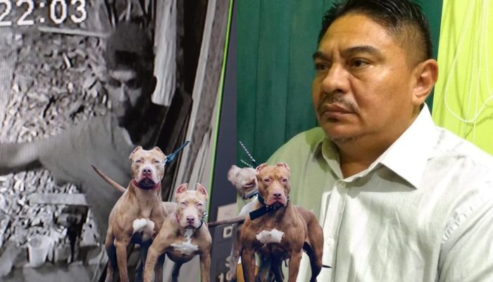 Pitbulls assustam e deixam criminoso ‘cagado’ de medo evitando roubo na casa de radialista em Manacapuru; veja vídeo