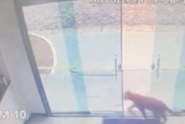 No Amazonas é assim: onça é flagrada dentro de posto de saúde; veja vídeo