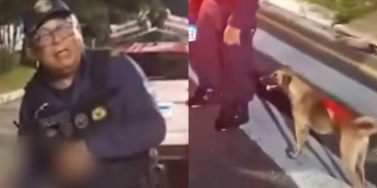 Bebê de 1 ano foge e é achado na companhia de cachorro caramelo no Pará; veja vídeo