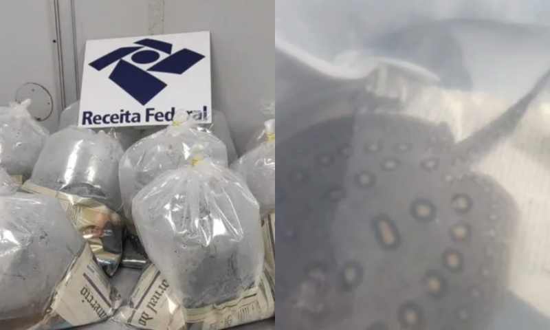 Tráfic0 de animais: mulher é pres4 tentando viajar com 12 arraias para SP no aeroporto de Manaus