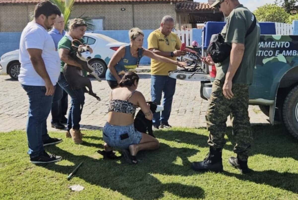 A Prefeitura de Saquarema recolheu os cães que atacaram a escritora.