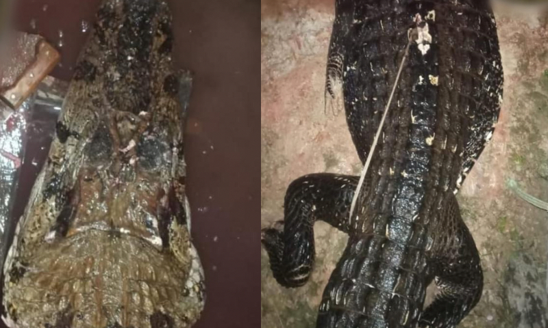 Susto: homem é atac4d0 por jacaré ao tomar banho de rio em Manicoré; imagens fortes