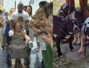 Sobrevivente: escritora atacada por pitbulls recebe alta e é aplaudida em hospital; veja vídeo