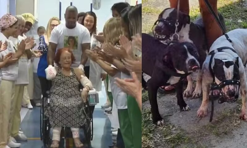 Sobrevivente: escritora atacada por pitbulls recebe alta e é aplaudida em hospital; veja vídeo