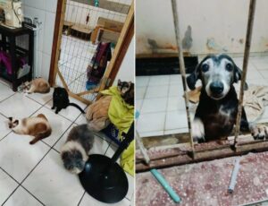 Hotel clandestino de cães e gatos é autuado por estrutura precária e insalubridade