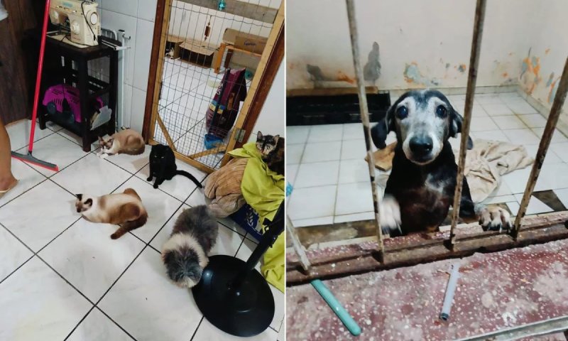 Hotel clandestino de cães e gatos é autuado por estrutura precária e insalubridade