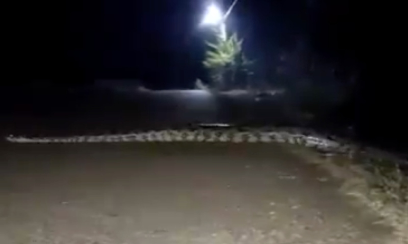 População de Japurá flagra sucuri gigante atravessando estrada; veja vídeo