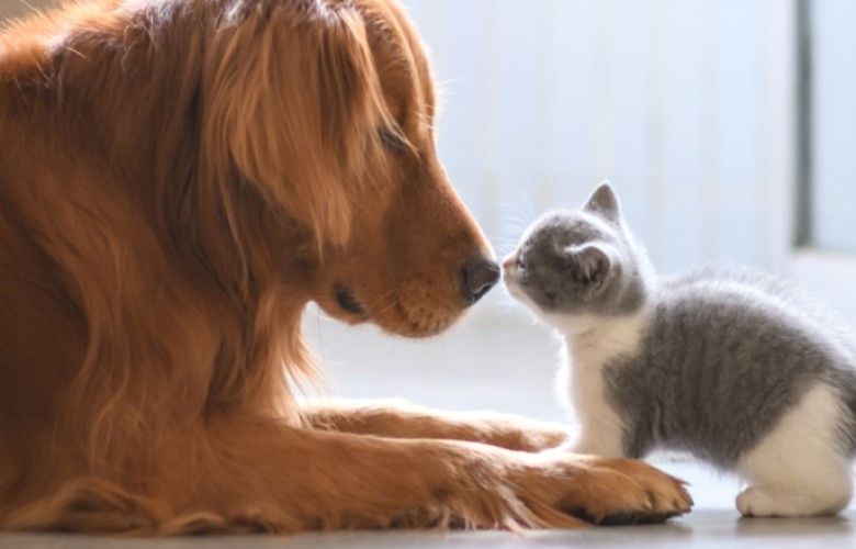 Novo Código Civil deve reconhecer que animais são seres com sentimentos e direitos