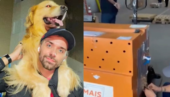 Cachorro m0rre após ser embarcado em voo errado da Gol; veja vídeo
