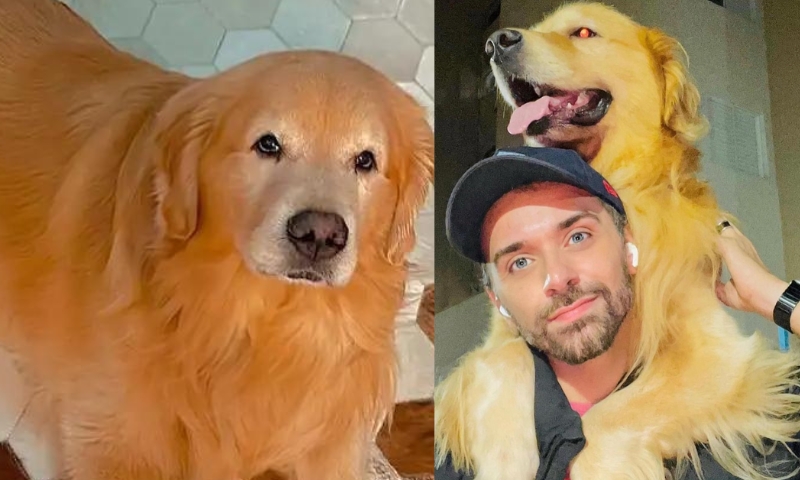 Anac e ministério vão investigar m0rte de cão em voo da Gol