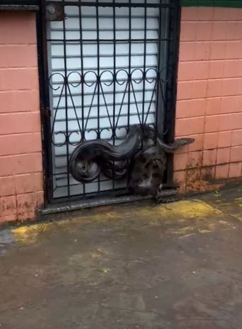 Sucuri de quase 2 metros aparece em rodoviária e assusta moradores de Rio Preto da Eva; veja vídeo