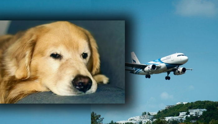 M0rte de Joca em voo da Gol impulsiona debate sobre transporte de animais em aviões