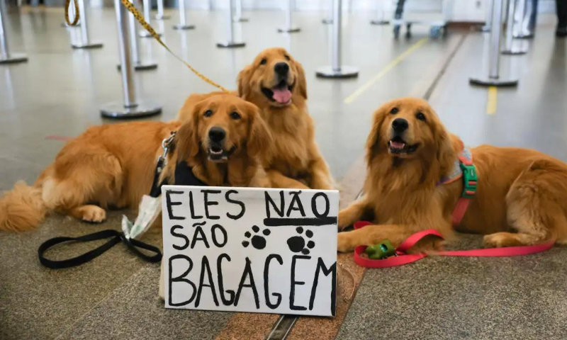 Após m0rte de Joca, tutores se manifestam em aeroporto