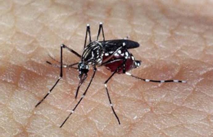 Marco alarmante: Brasil ultrapassa 4 milhões de casos suspeitos de dengue