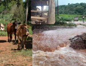 Enchente causa m0rte de mais de 4 mil bovinos em cidade do Rio Grande do Sul; veja vídeo