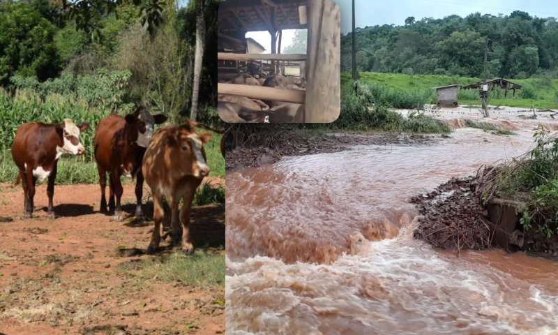 Enchente causa m0rte de mais de 4 mil bovinos em cidade do Rio Grande do Sul; veja vídeo