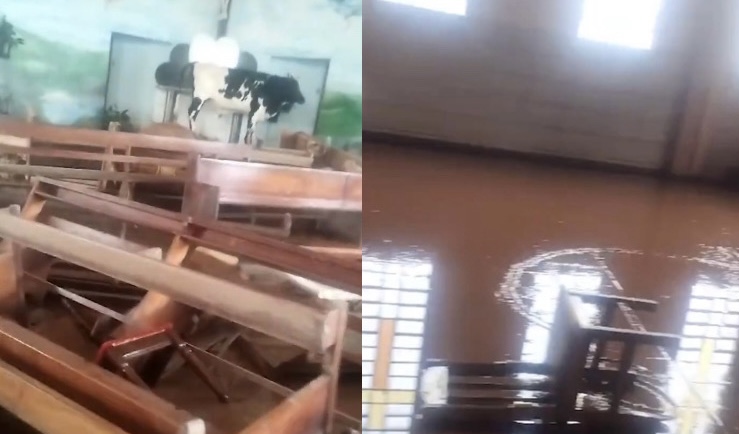 Temporais no RS: boi se esconde dentro de igreja para tentar salvar a própria vida; veja vídeo