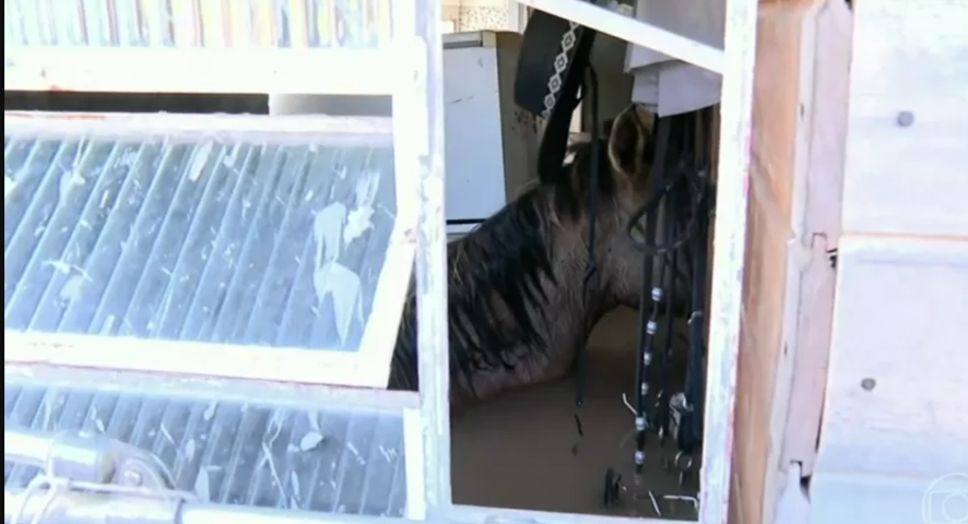 M0rre cavalo que ficou encurralado em casa durante enchente no RS