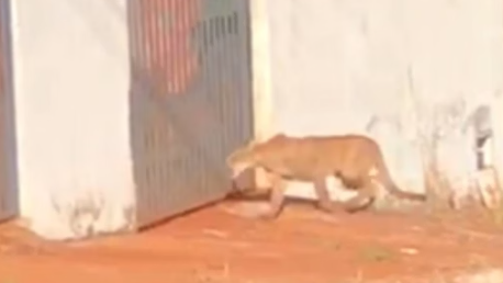 Onça é vista passeando por ruas de cidade e assusta moradores; veja vídeo