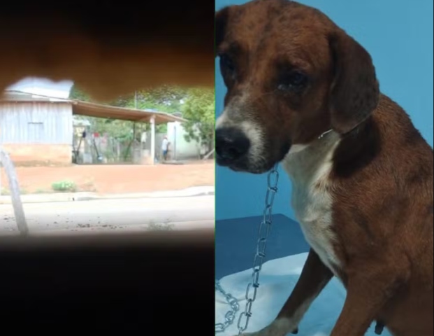 Ajudante de pedreiro é preso por estupr4r cadela caramelo dentro de banheiro