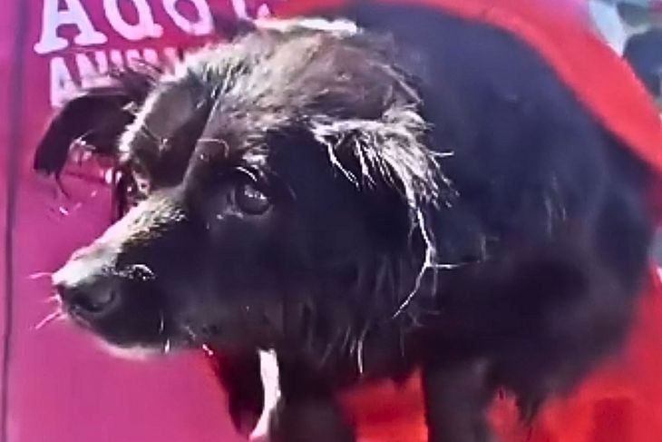 Traumatizados com tragédia no RS, cachorros continuam a nadar ‘no ar’ após serem resgatados; veja vídeos