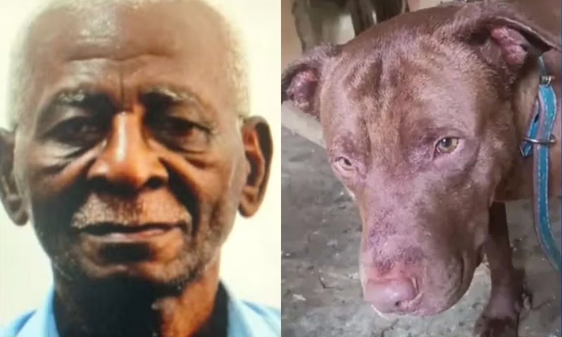 Desesperador: id0so agon1z4 até a m0rte após ser atac4do por pitbull; veja vídeo