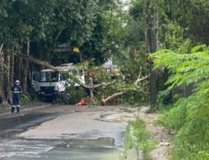 Forte chuva em Manaus derruba árvore e deixa rua interditada no bairro São José