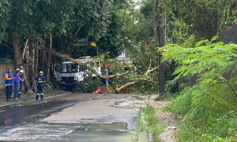 Forte chuva em Manaus derruba árvore e deixa rua interditada no bairro São José