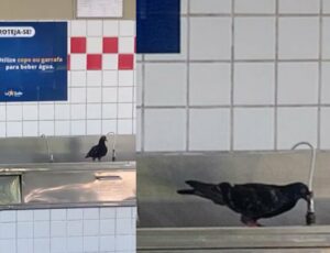 Pombo bebe água em bebedouro de estudantes do colégio La Salle em Manaus; veja vídeo