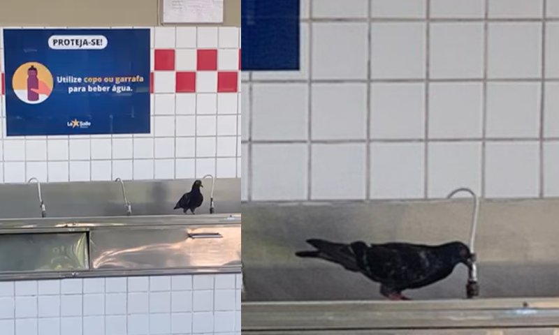Pombo bebe água em bebedouro de estudantes do colégio La Salle em Manaus; veja vídeo