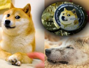 Morre Kabosu, a cadela japonesa dos memes virais que inspirou até criptomoeda