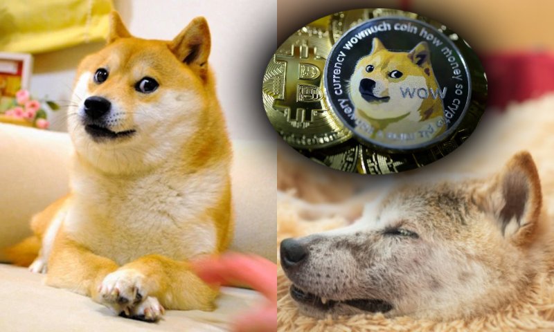 Morre Kabosu, a cadela japonesa dos memes virais que inspirou até criptomoeda