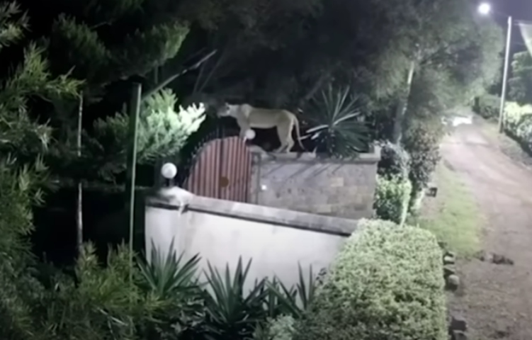 Leoa invade casa, m4ta cachorro de estimação da família e foge com o c0rpo; veja vídeo