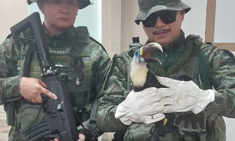 Polícia Militar do Amazonas resgata tucano no bairro Novo Aleixo