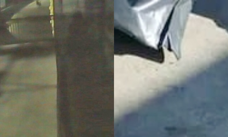 Desesperador: veja momento em que mulher m0rre sendo dev0rada por cães em casa de pr0stitu1ção