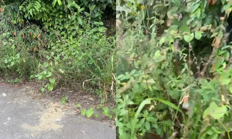 C0rpo em decomposição é encontrado em matagal no Tarumã; veja vídeo