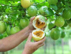 Brasil representa cerca de 70% da produção mundial de maracujá